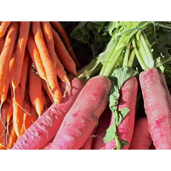 Fresh Red Carrot